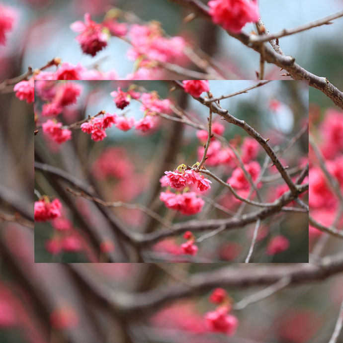 Ume, the plum blossom like a miracle in the heart of Japanese winter